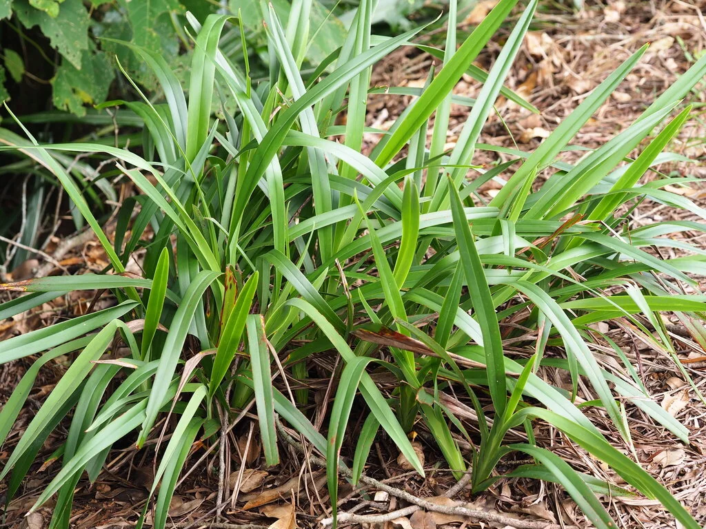 Dianella Ensifolia