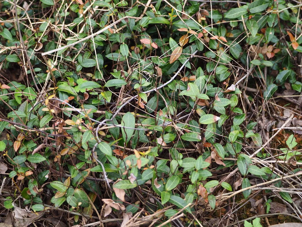 Trachelospermum Asiaticum