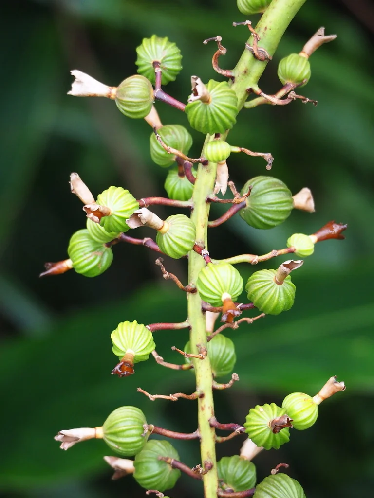 Alpinia Zerumbet