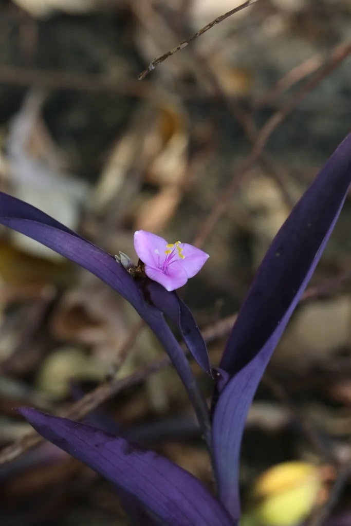 Tradescantia pallida