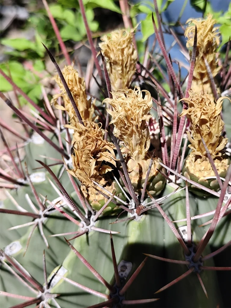 Ferocactus Emoryi Ssp. Rectispinus