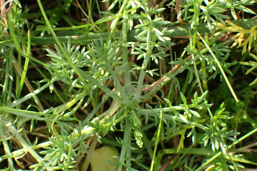 Chamaemelum Nobile