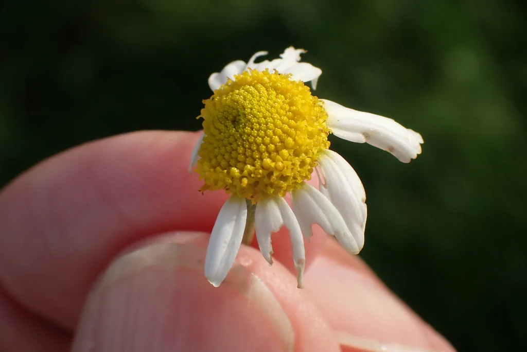 Chamaemelum Nobile