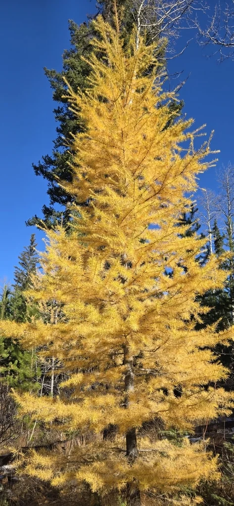 Larix Occidentalis