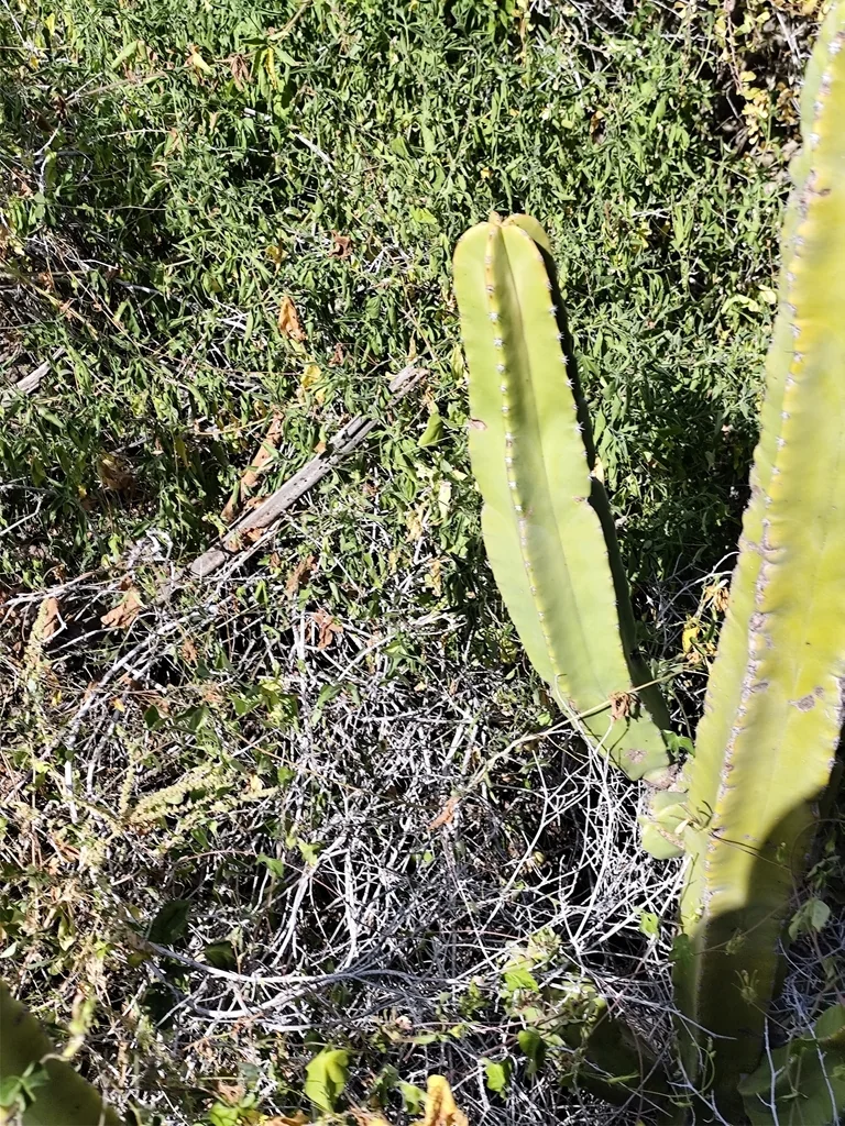 Pachycereus schottii