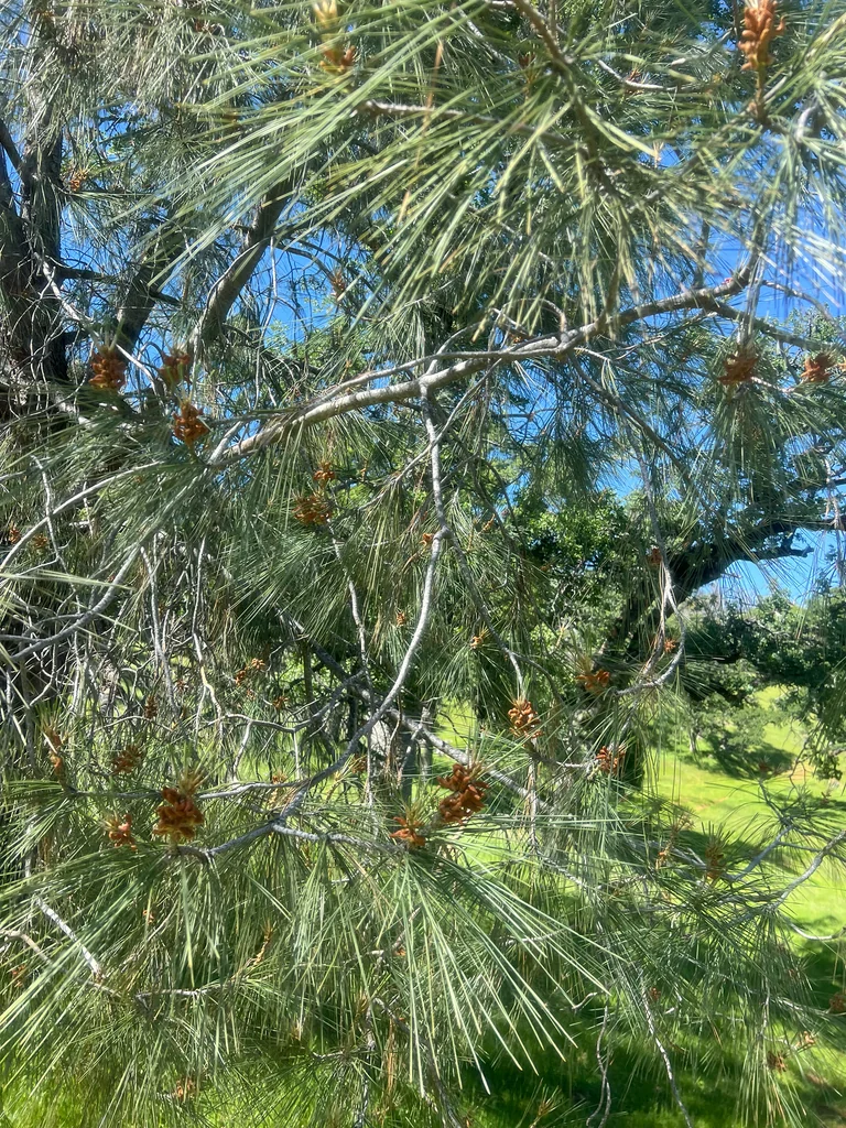 Pinus Sabiniana