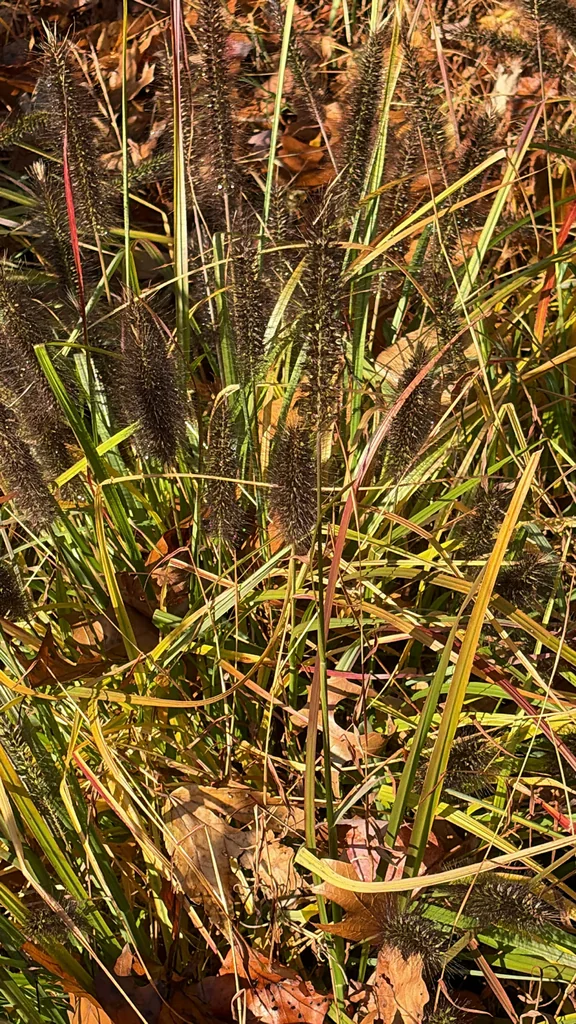 Pennisetum alopecuroides