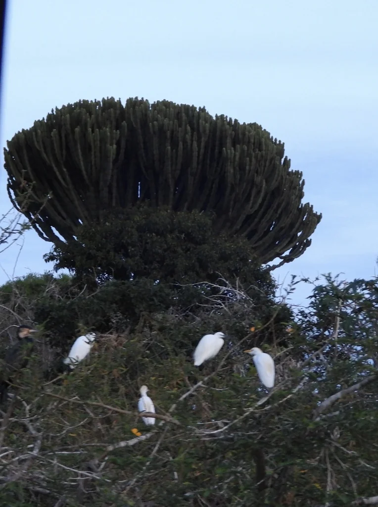 Euphorbia Ingens