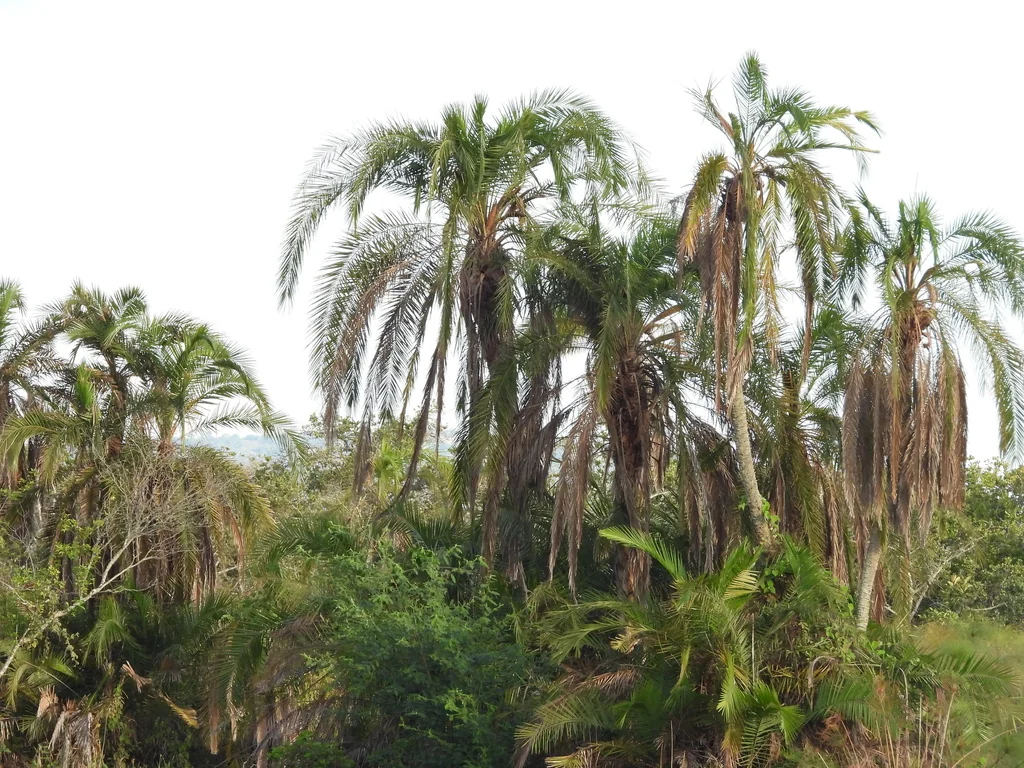Phoenix reclinata