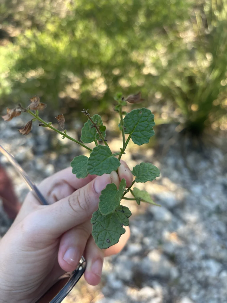 Salvia Roemeriana