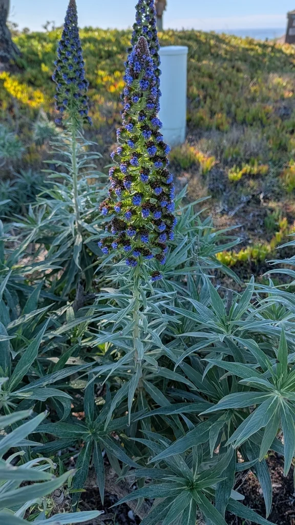 Echium Candicans