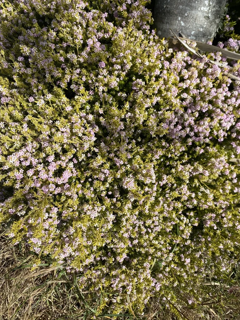 Coleonema Pulchellum