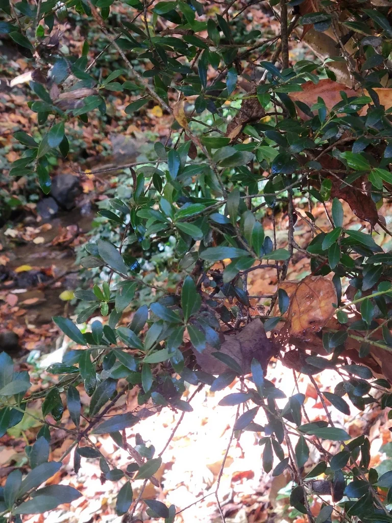 Ilex crenata