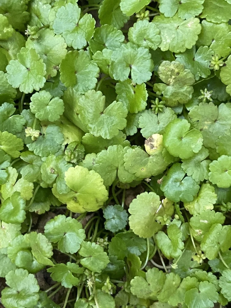 Hydrocotyle Sibthorpioides