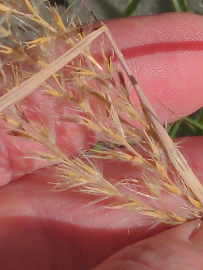 Miscanthus Transmorrisonensis