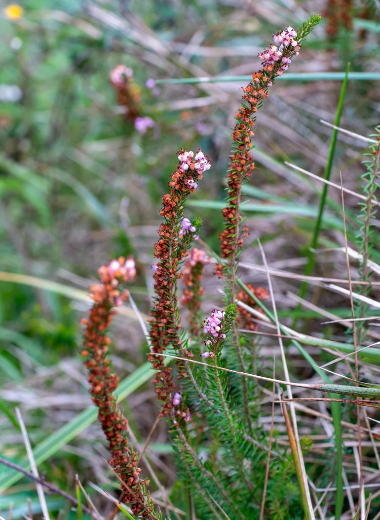 Erica Vagans