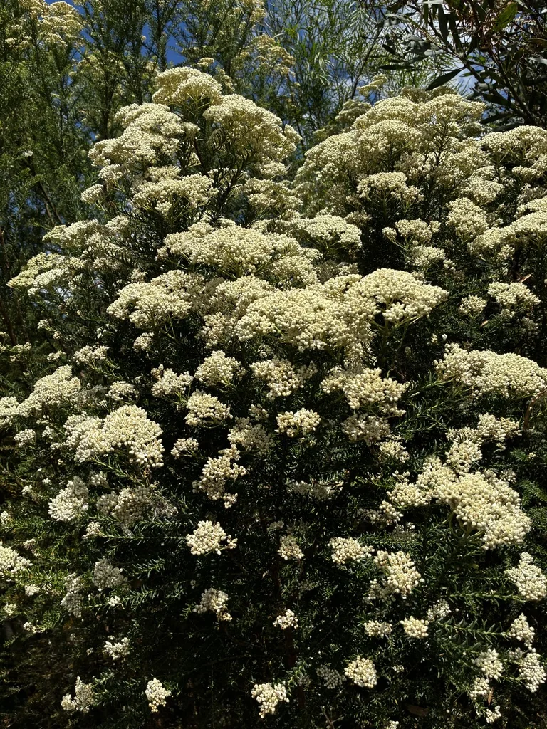 Ozothamnus Diosmifolius