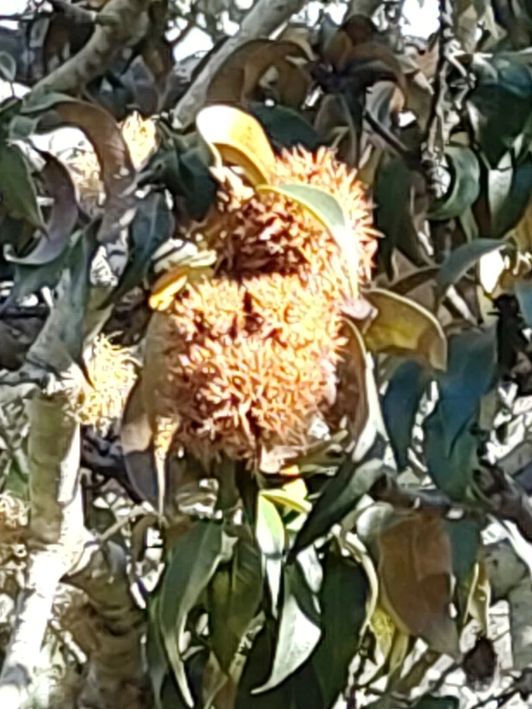 Chrysolepis Chrysophylla