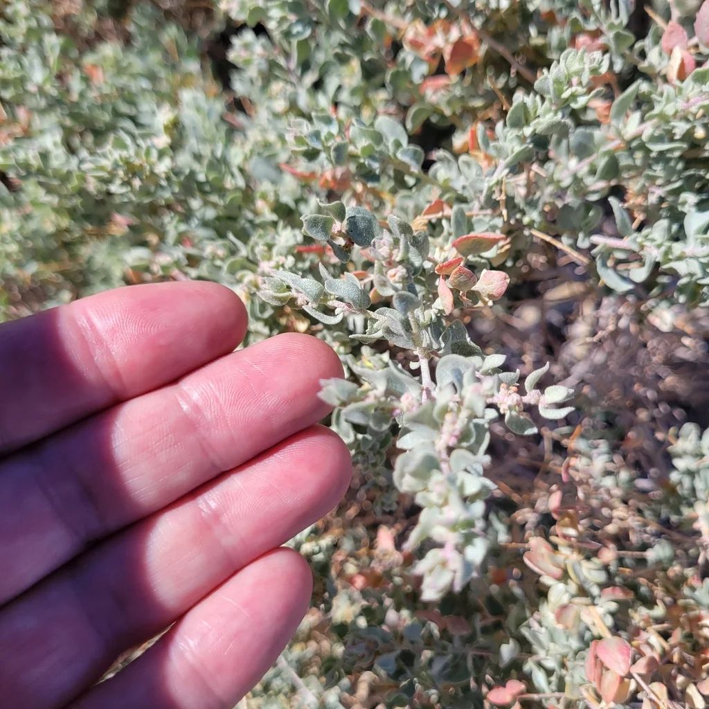 Atriplex Confertifolia