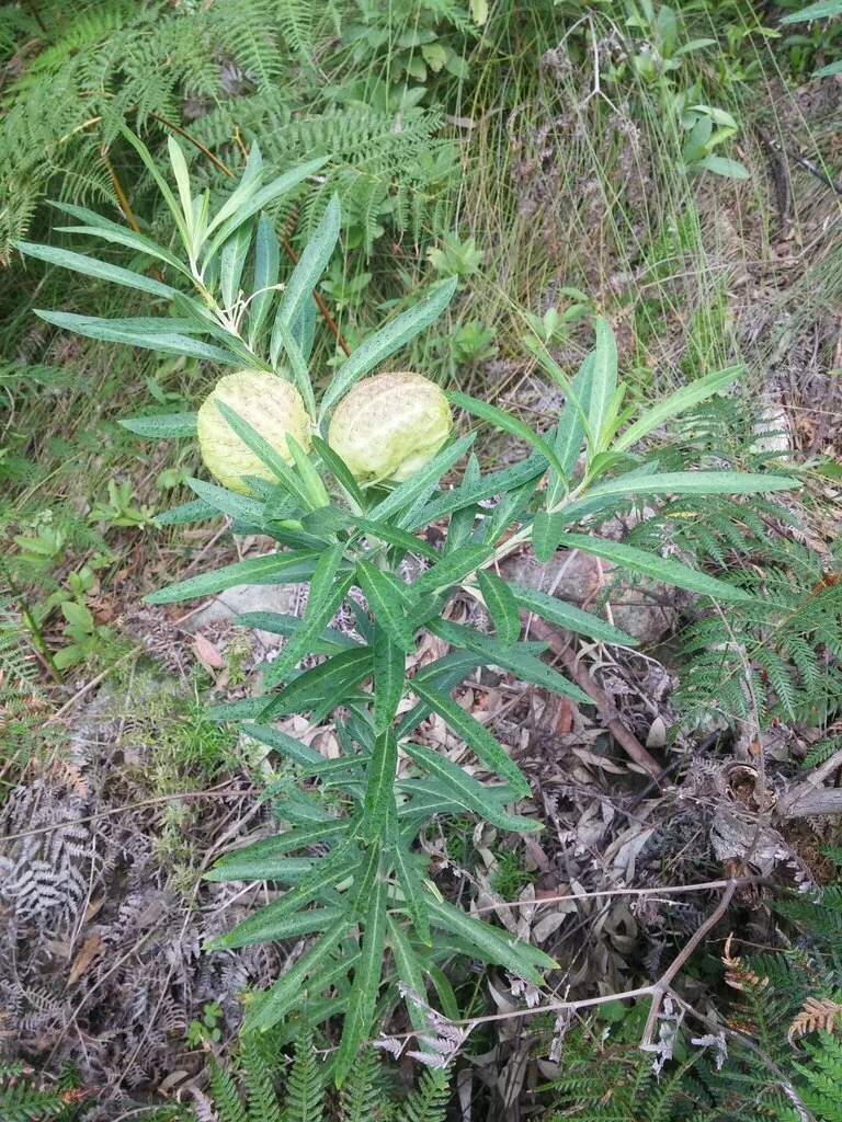 Gomphocarpus Physocarpus