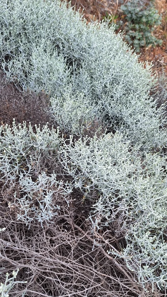 Calocephalus Brownii