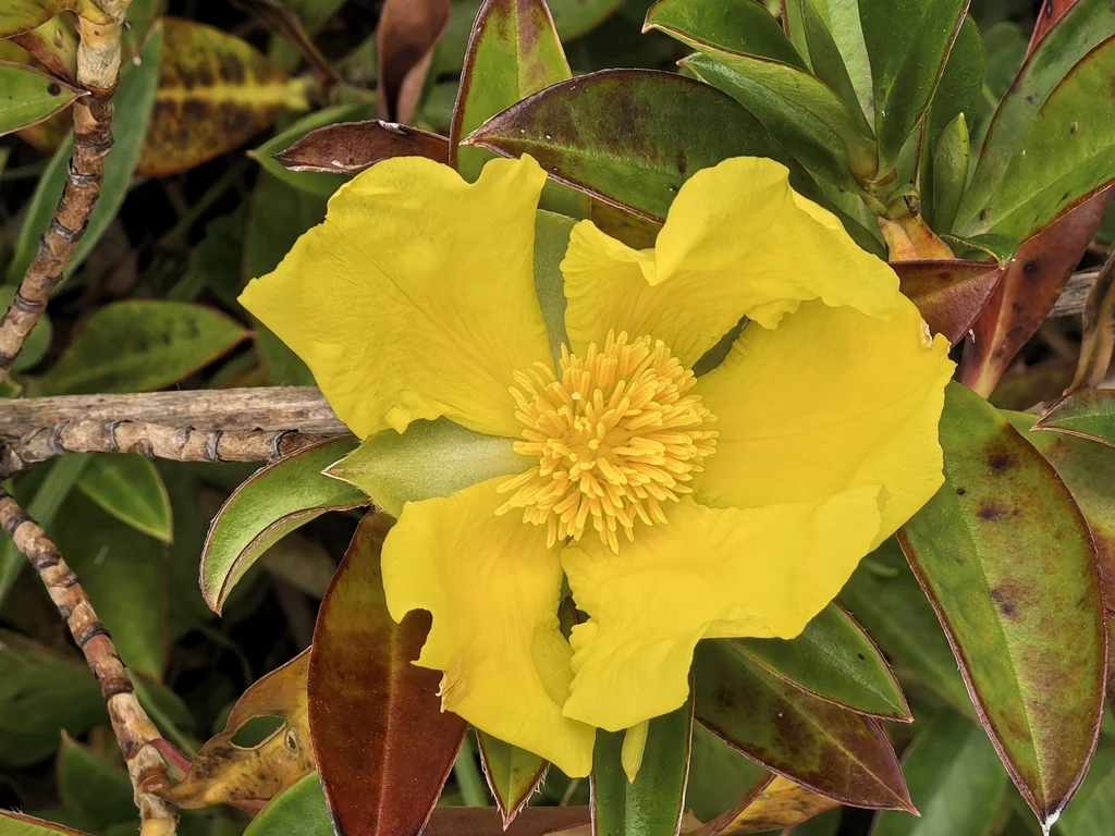 Hibbertia Scandens