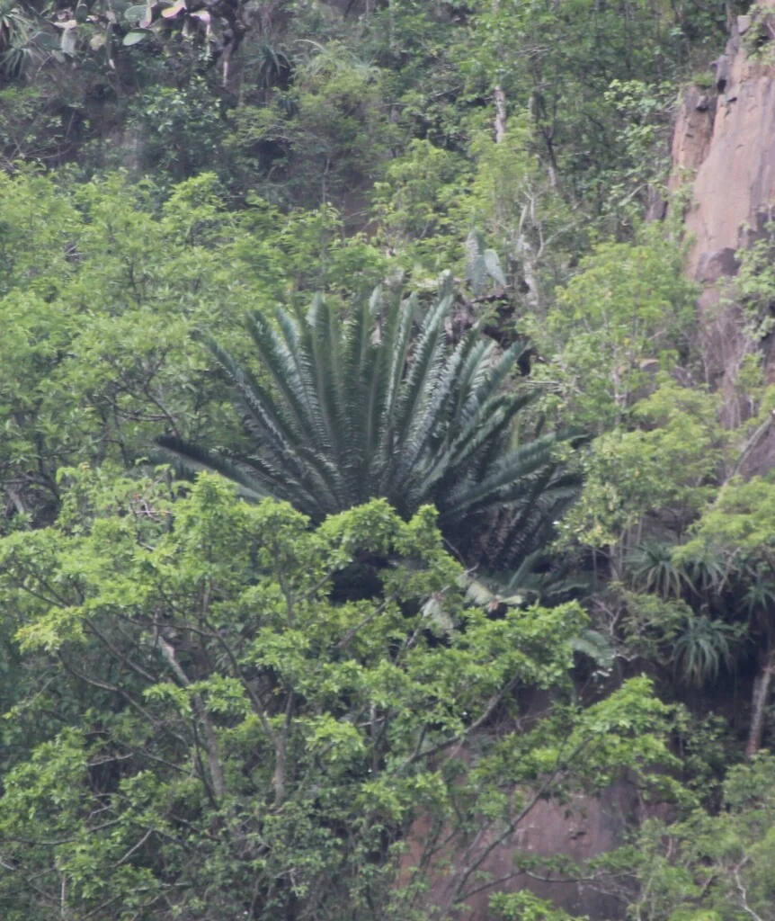 Encephalartos Natalensis