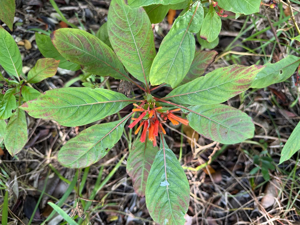 Hamelia patens