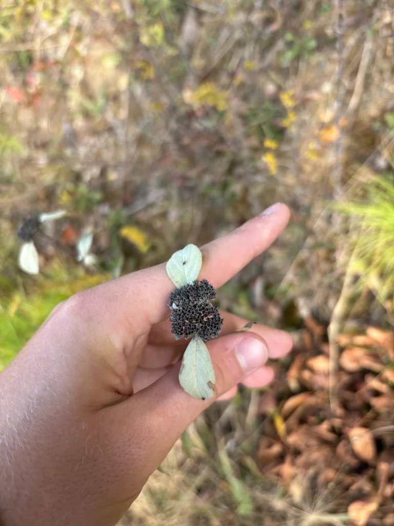 Pycnanthemum Muticum