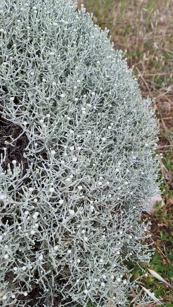Calocephalus Brownii