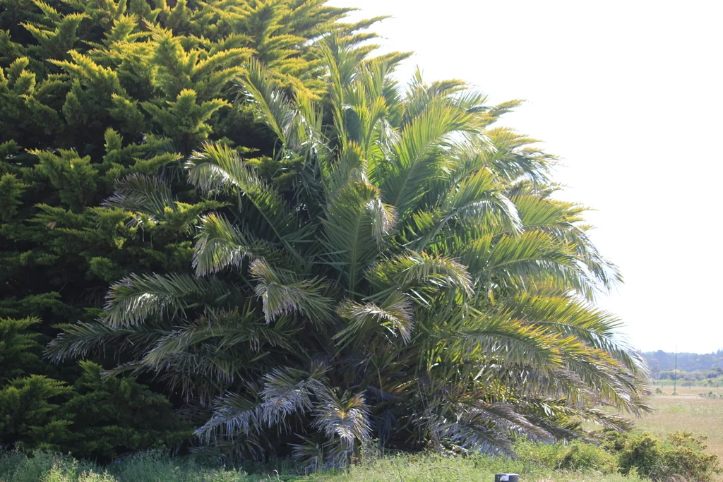 Phoenix Canariensis