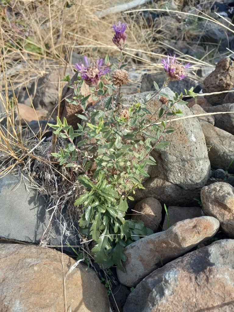 Monardella Odoratissima