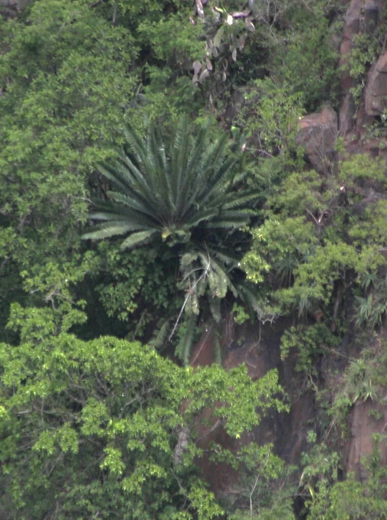 Encephalartos Natalensis