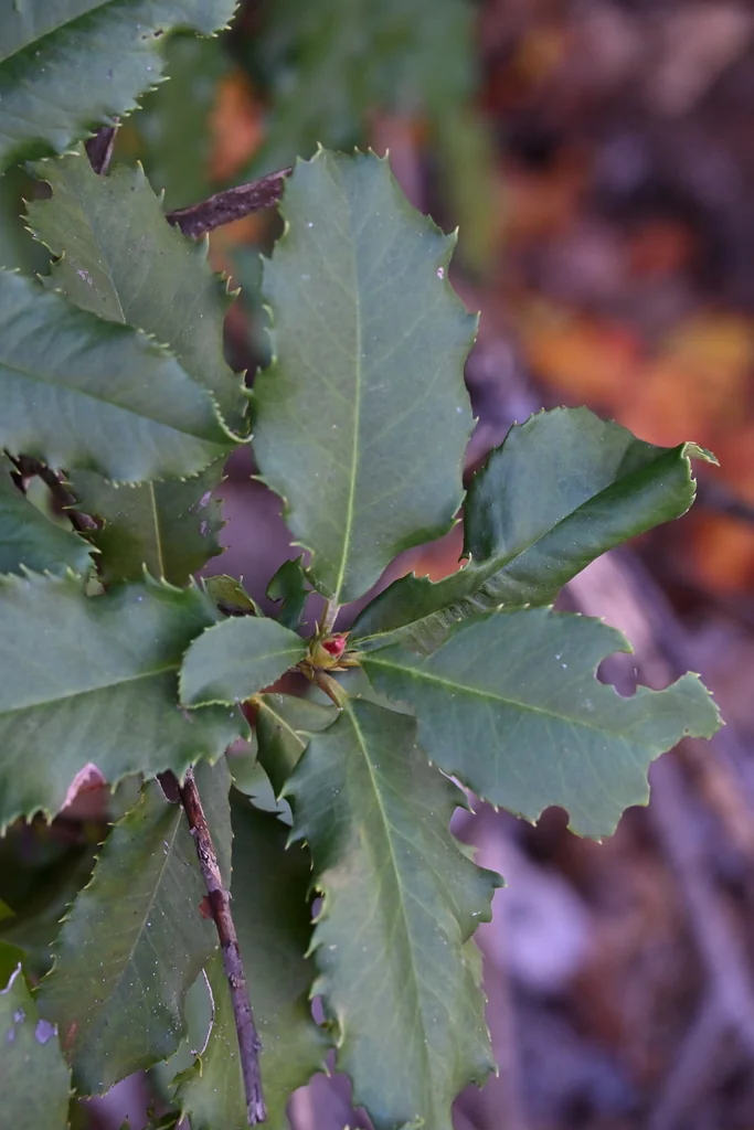 Photinia Serratifolia
