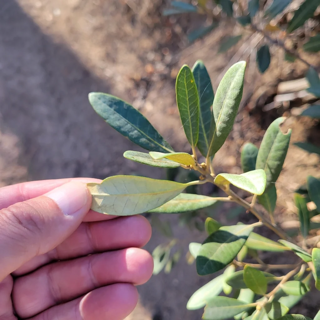 Chrysolepis Sempervirens