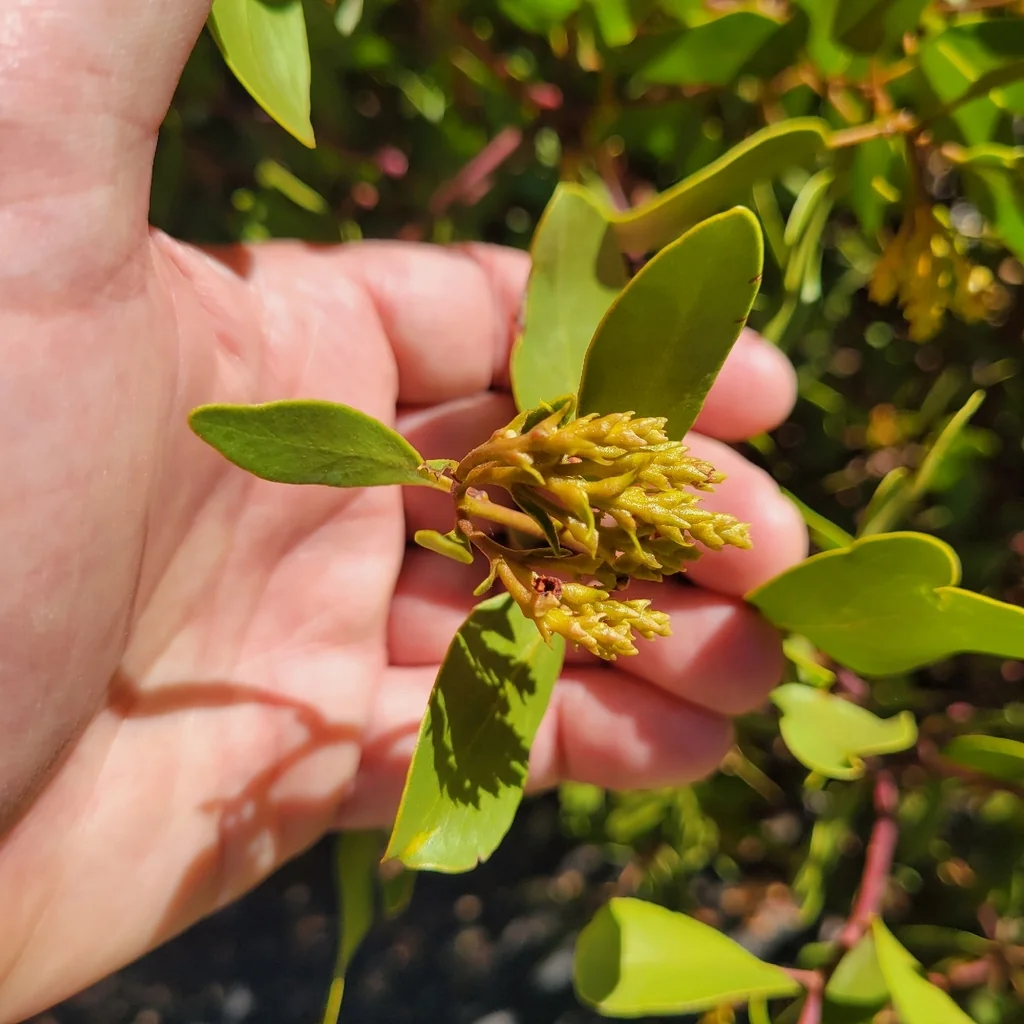 Arctostaphylos Patula