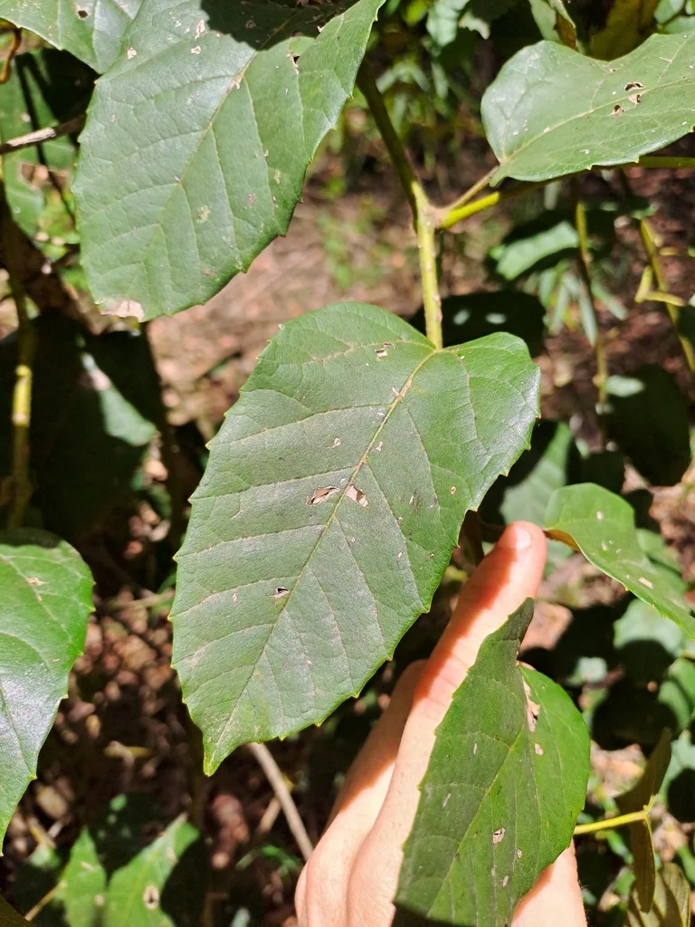 Cissus Antarctica