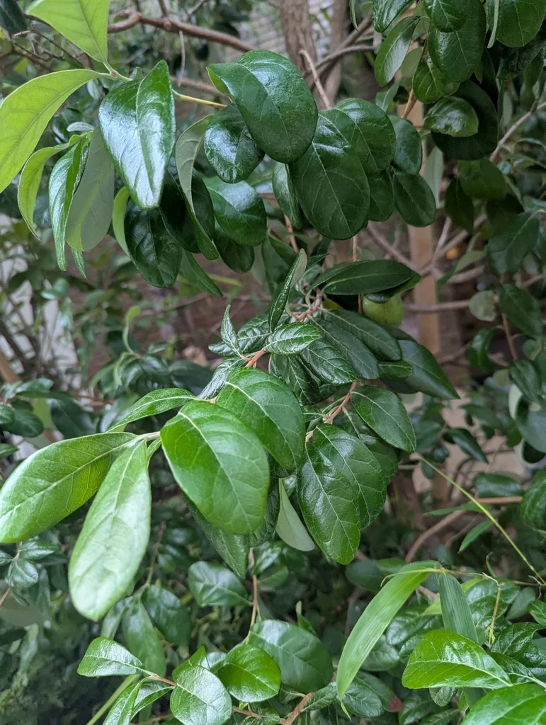 Feijoa sellowiana