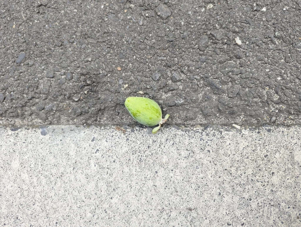 Feijoa sellowiana