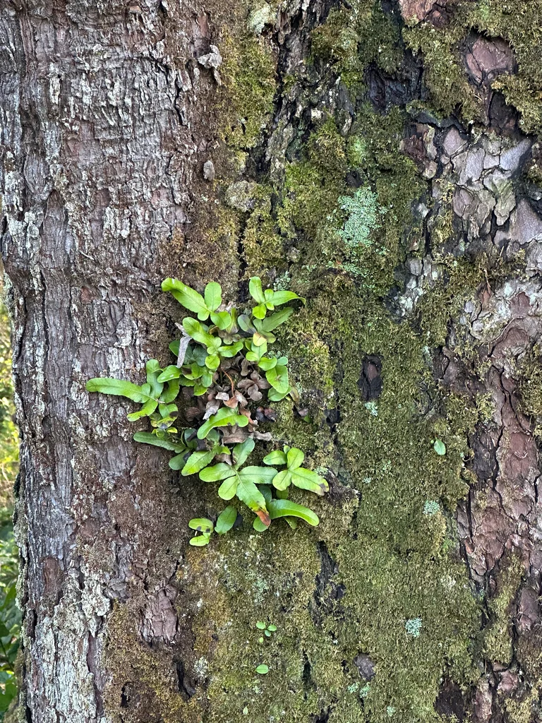 Polypodium Scouleri