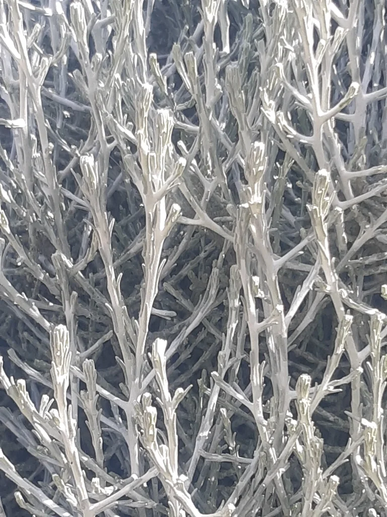 Calocephalus Brownii