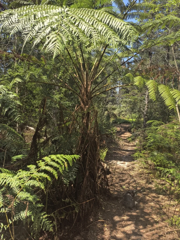 Cyathea cooperi