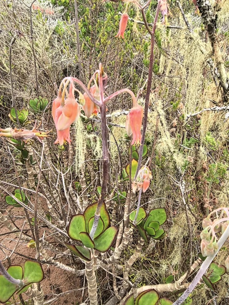 Cotyledon Orbiculata
