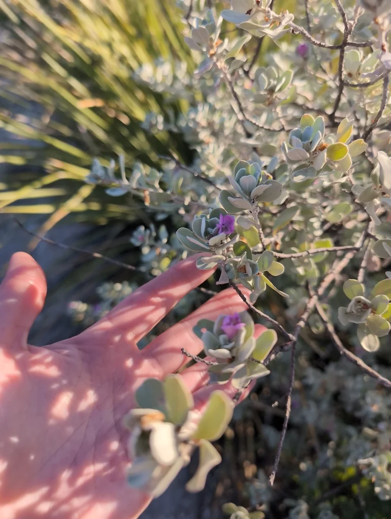 Leucophyllum Frutescens
