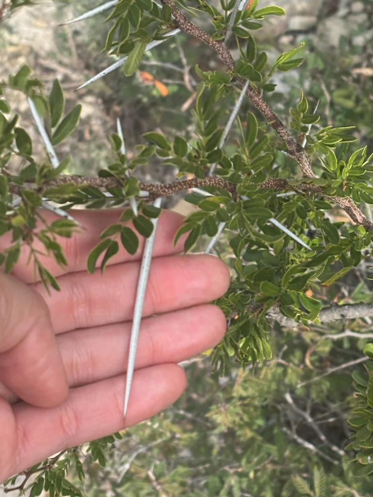 Acacia Rigidula