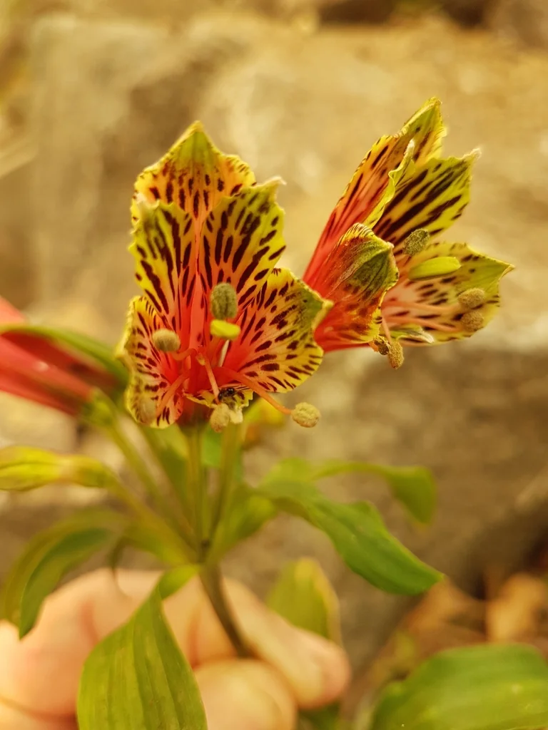 Alstroemeria Psittacina