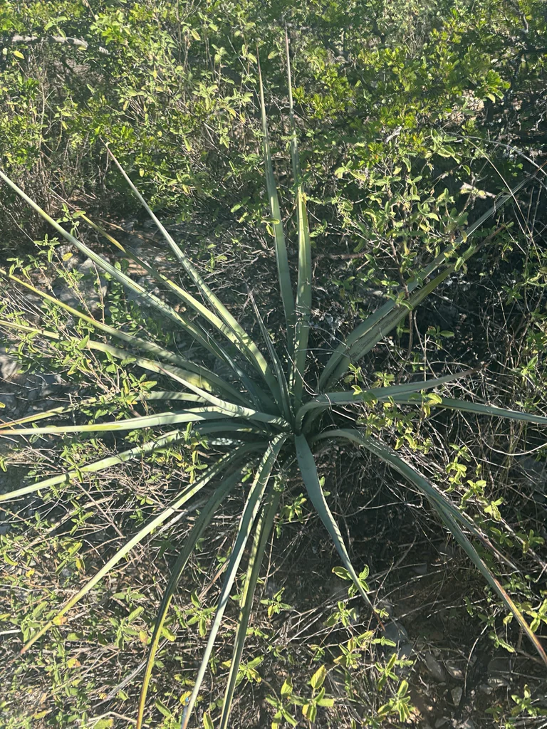 Yucca Torreyi