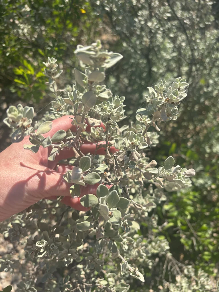 Leucophyllum Frutescens