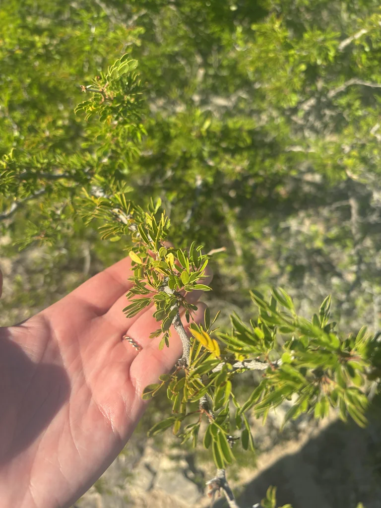 Acacia Rigidula