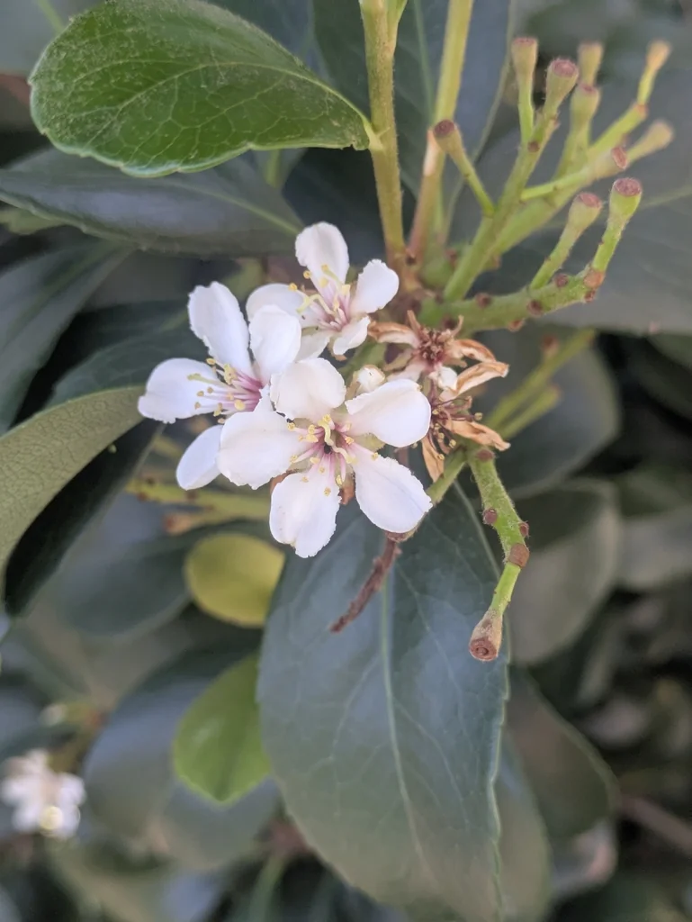 Rhaphiolepis Indica